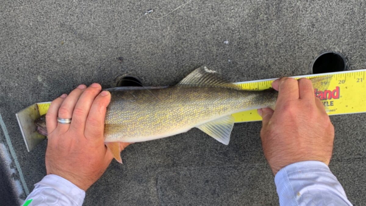 Gallery Leech Lake Walleye Tournament